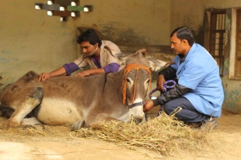 E-Pashu Chikitsa: An online system for veterinary tele-consultation through  CSCs - ICTpost