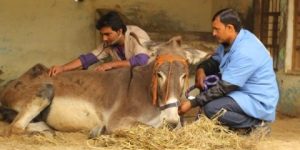 E-Pashu Chikitsa: An online system for veterinary tele-consultation through CSCs